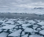 Des plaques de glace de mer fragmentées dérivent dans l’eau sombre devant une vaste banquise arctique sous un ciel couvert.