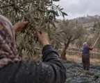 Une agricultrice cueille des olives au-dessus d’une toile dans une oliveraie de Taybeh, sous un ciel gris et pluvieux.