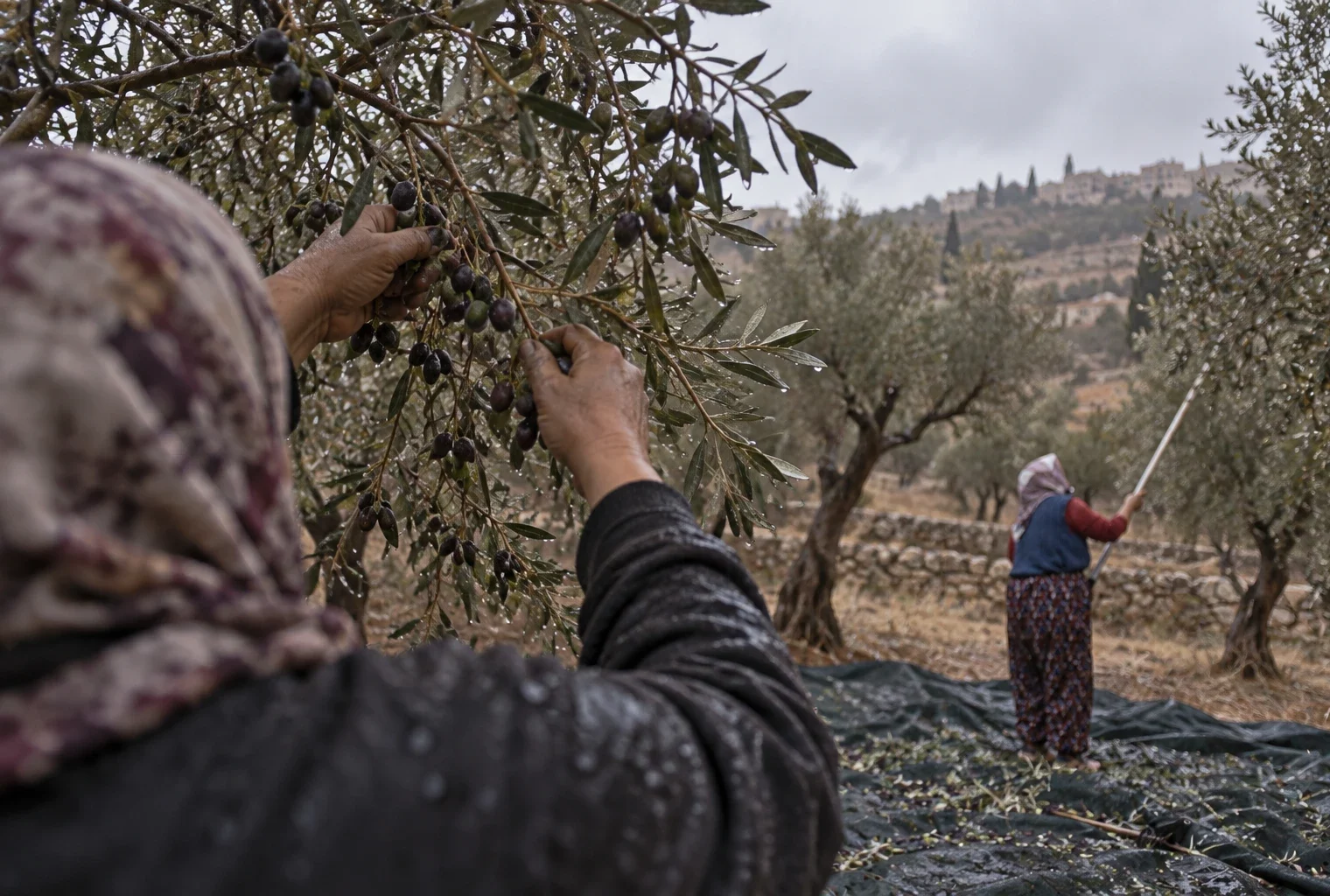 Une agricultrice cueille des olives au-dessus d’une toile dans une oliveraie de Taybeh, sous un ciel gris et pluvieux.