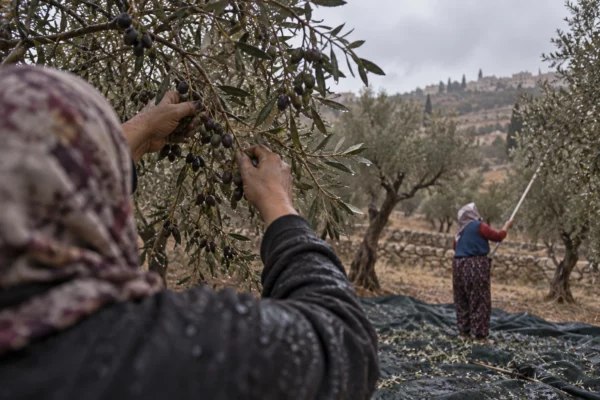 Une agricultrice cueille des olives au-dessus d’une toile dans une oliveraie de Taybeh, sous un ciel gris et pluvieux.