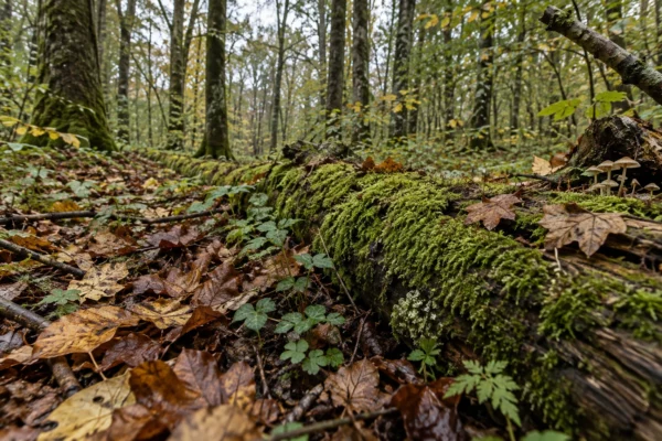 Sol forestier couvert de feuilles mortes, de mousses et de jeunes plantes, avec du bois mort et des troncs en arrière-plan.
