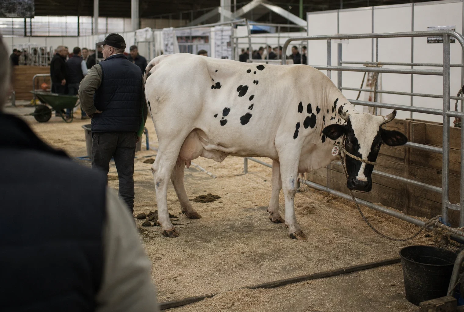 Une vache encadrée par des barrières dans un hall d’exposition, avec un éleveur à proximité et des allées animées au fond.